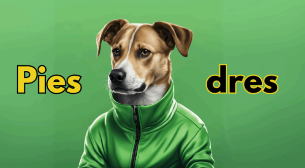 Pies dres - przewodnik dla psów z problemami komunikacyjnymi