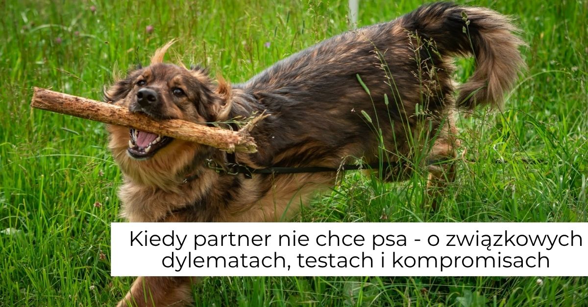 partner nie chce psa pułapki psi behawiorysta