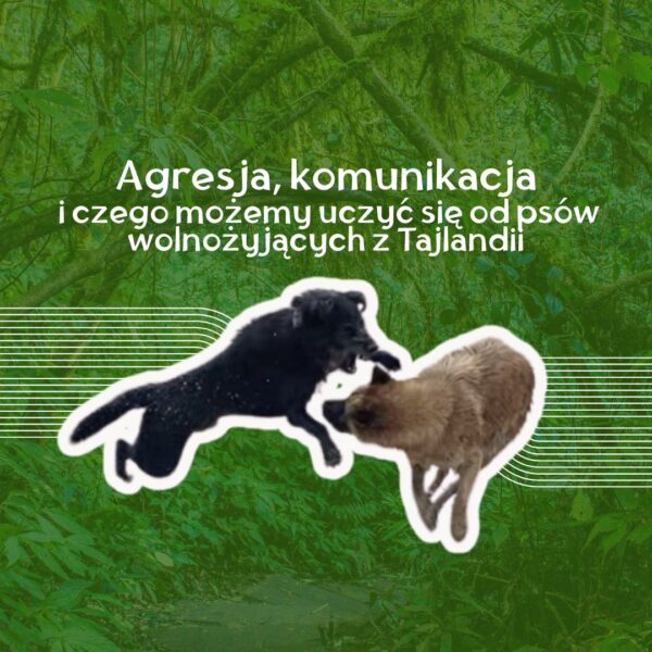 WEBINAR: "Agresja, komunikacja i czego możemy uczyć się od psów wolnożyjących z Tajlandii"