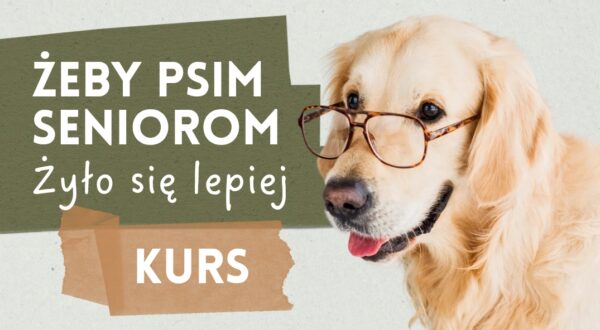 Żeby psim seniorom żyło się lepiej
